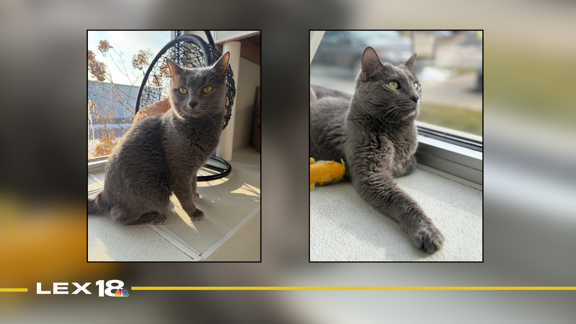 Featured Image Custom Edit (7).png