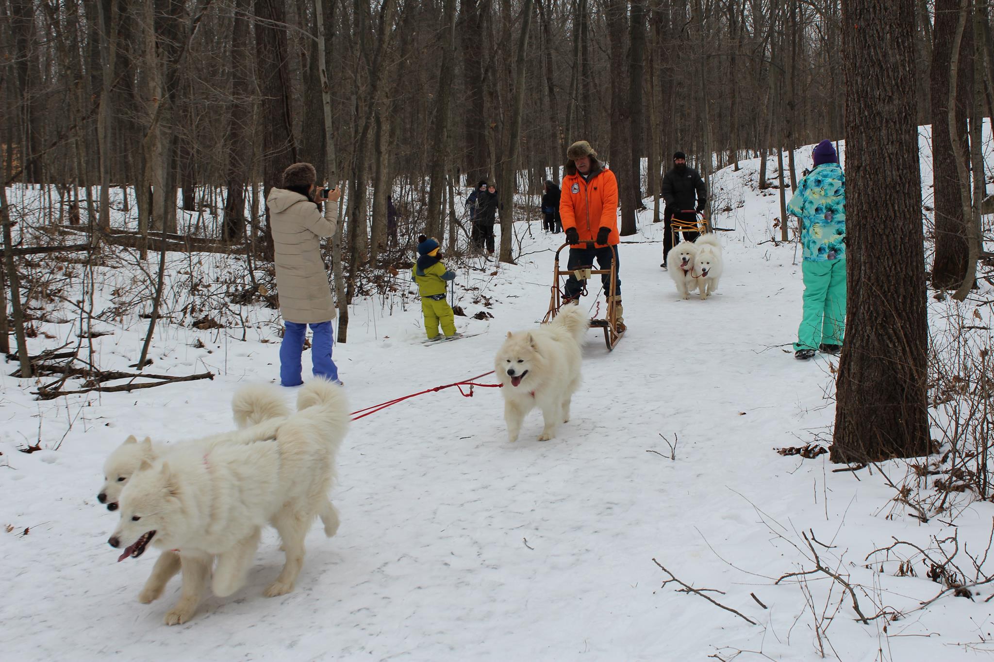 Watch Dog Sledding