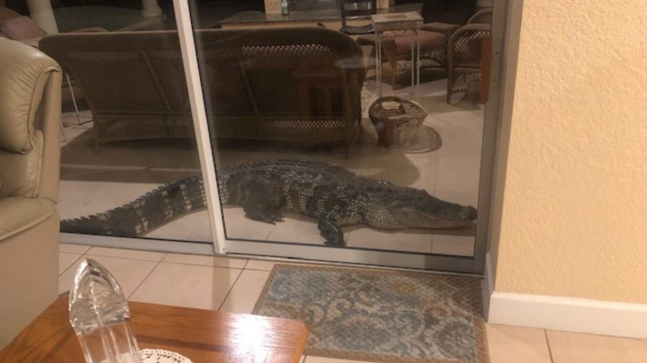 plant city alligator HCSO.png