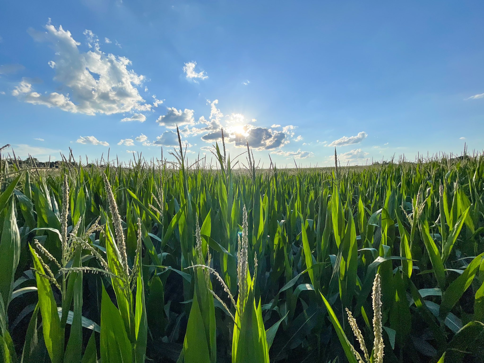CORN AND DROUGHT.jpg