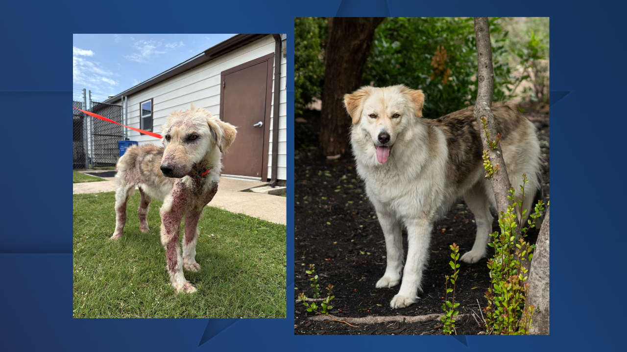 Goldie Killeen Animal Services.png