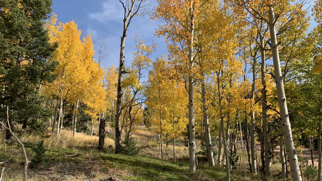 Colorado fall foliage