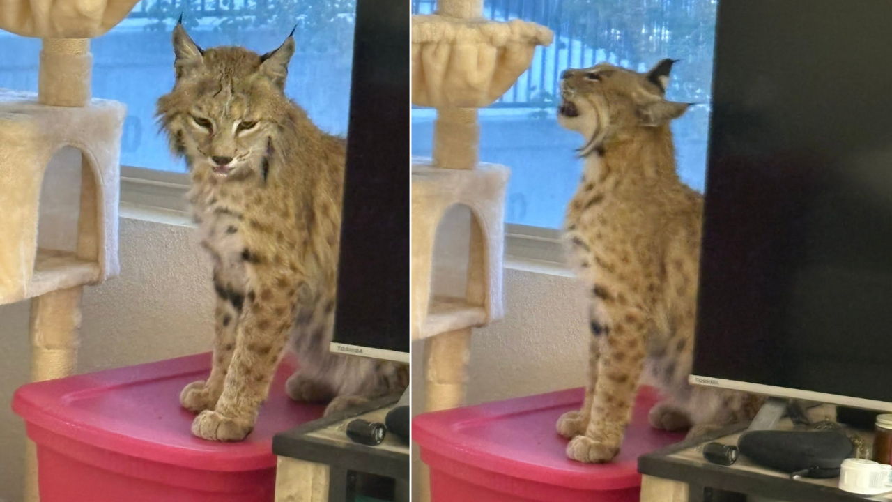 Bobcat in Apartment.png