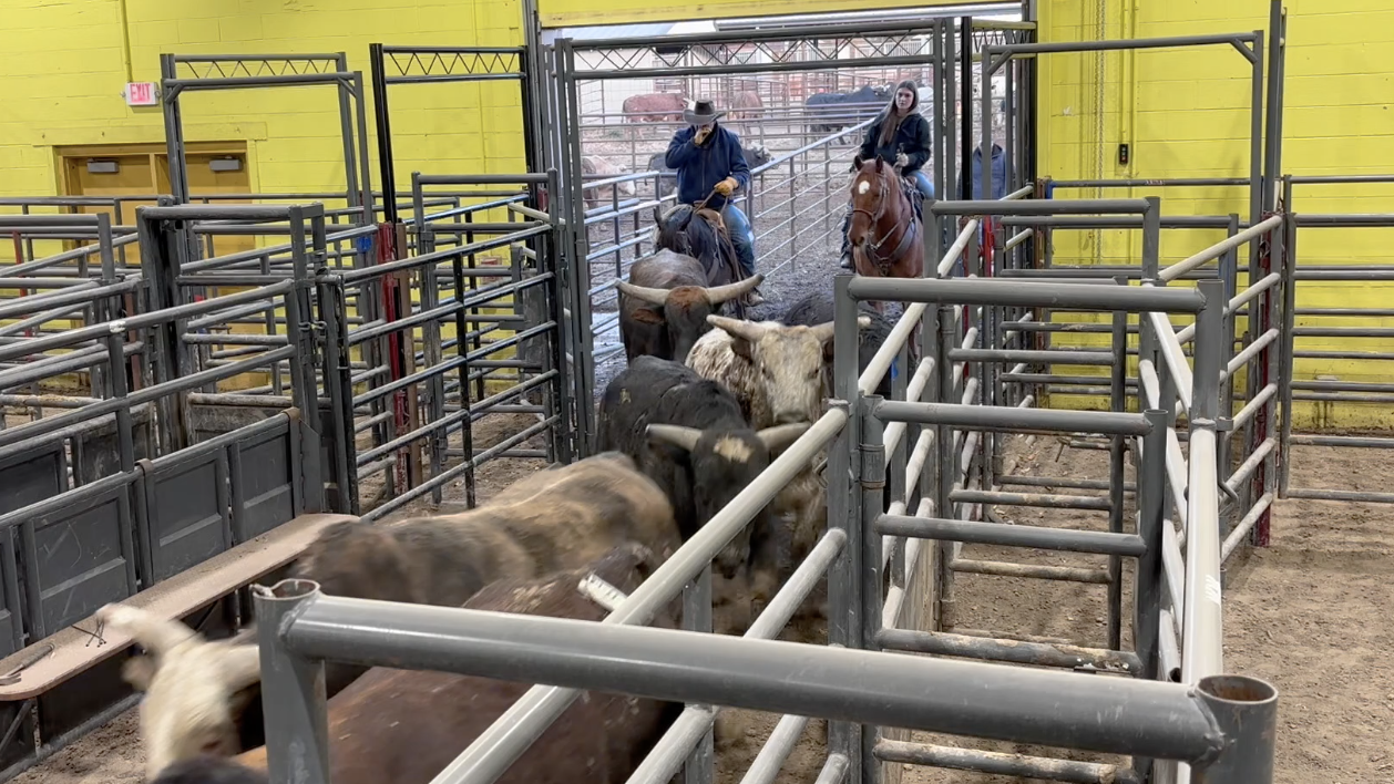 Bulls are let into the CSI Expo Center in preparation for Saturday Night's Bull Bash