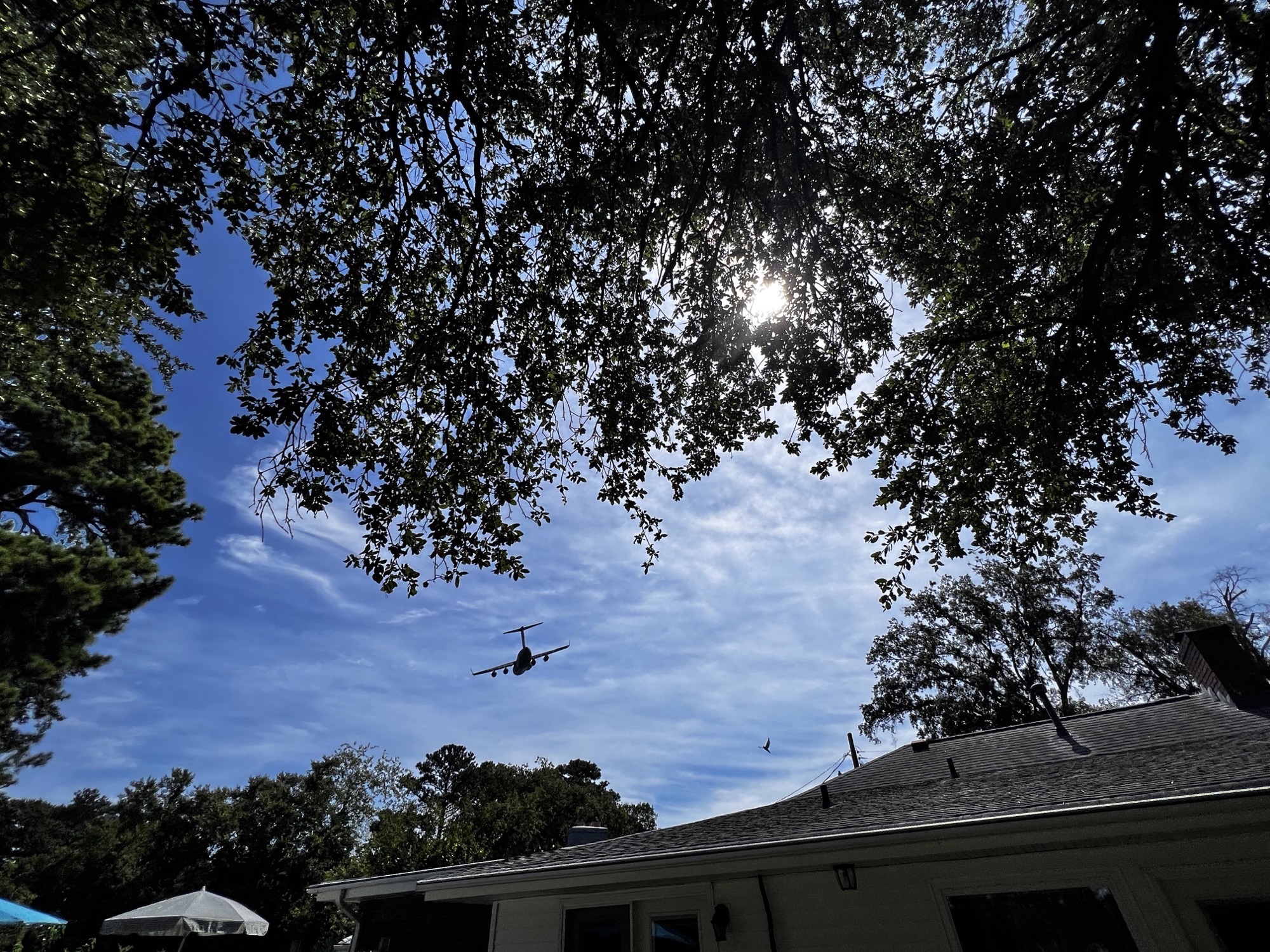 trees to be cleared by naval station norfolk.jpg