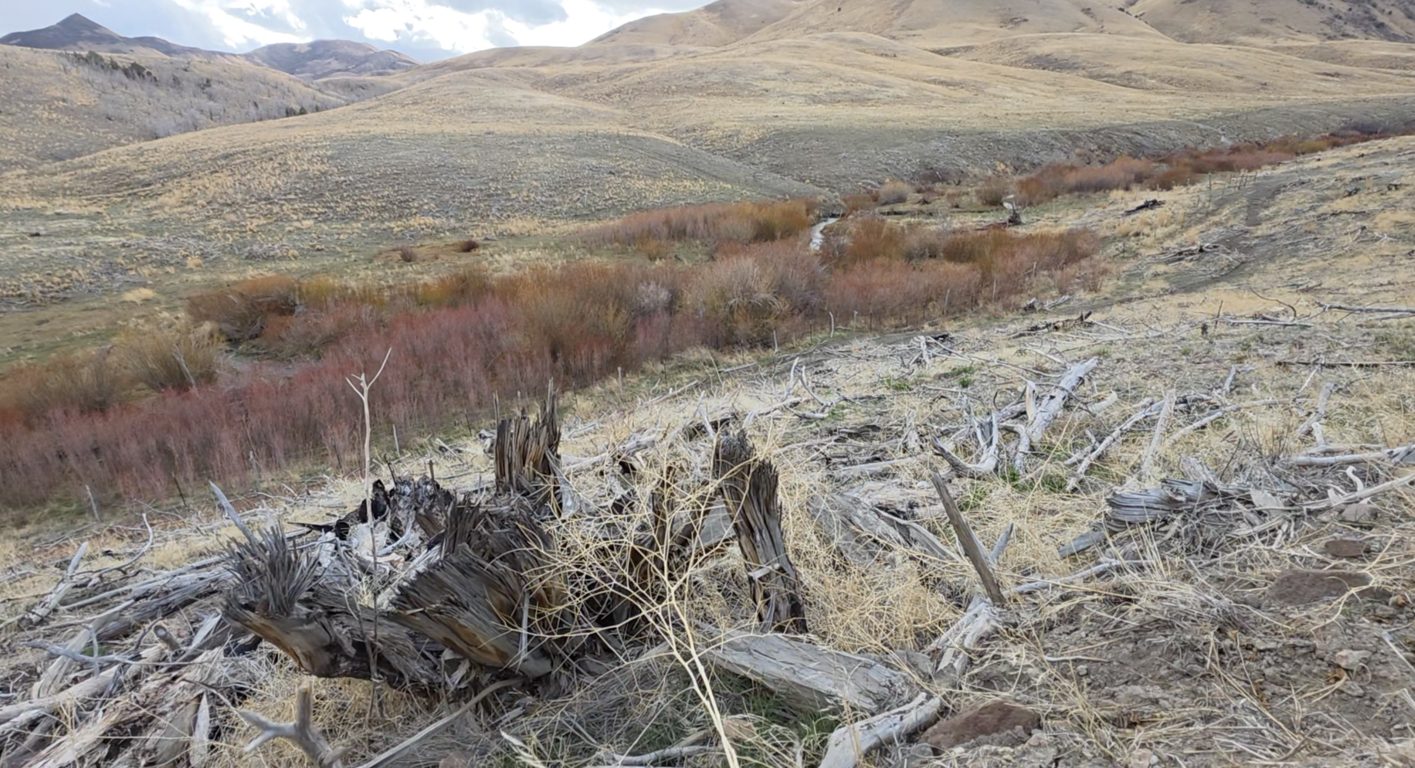 Idaho Fish and Game clears 5,000 acres of juniper trees to restore native habitat
