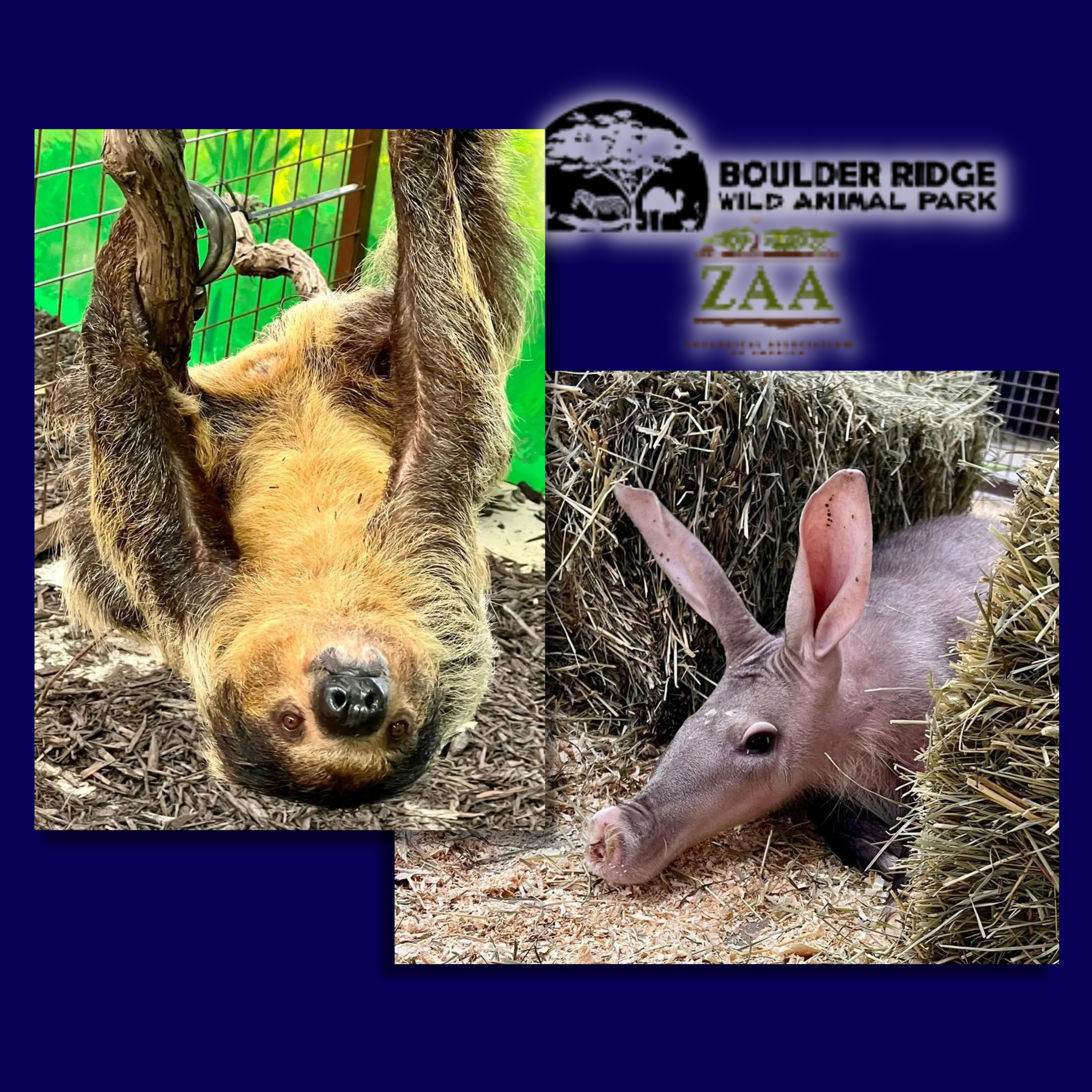 Boulder Ridge Wild Animal Park introducing new sloths, anteaters