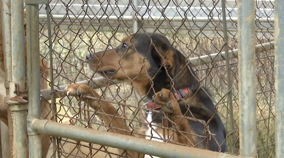 Haven Animal Rescue calls for weekend fosters ahead of freeze