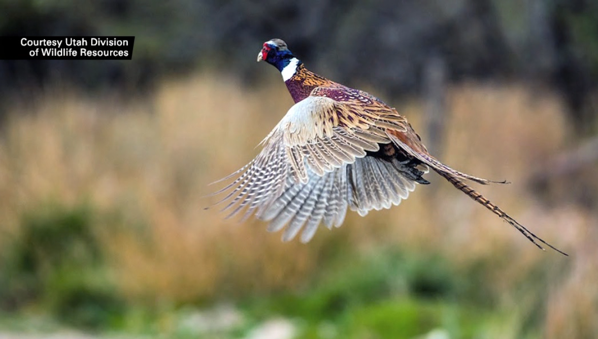 pheasant