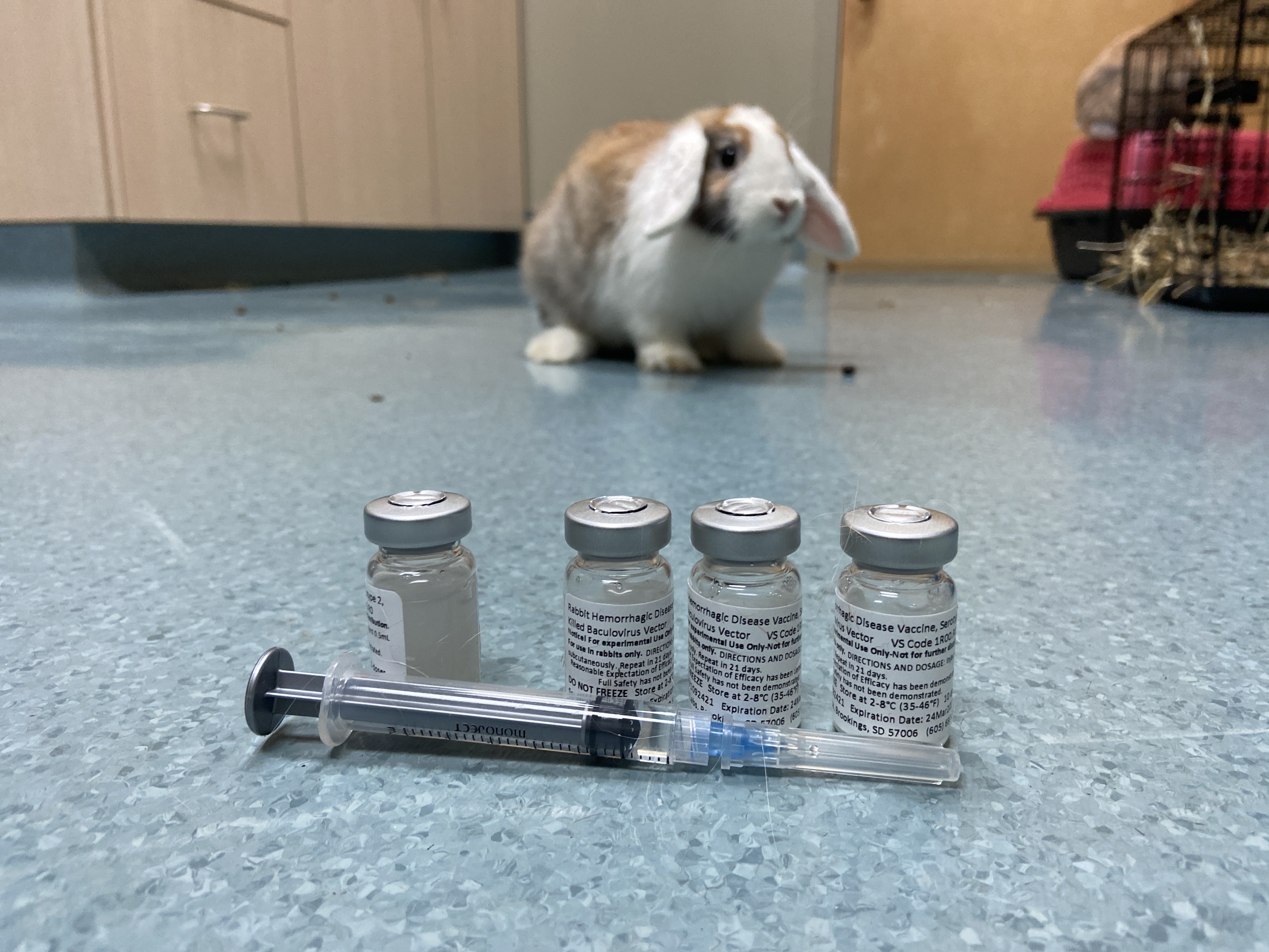 RabbitVaccine1.JPG