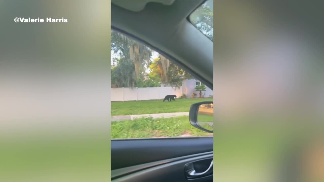 Bear in Lakeland