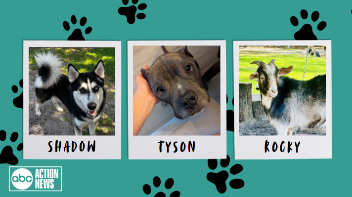 Shadow, Tyson, Rocky