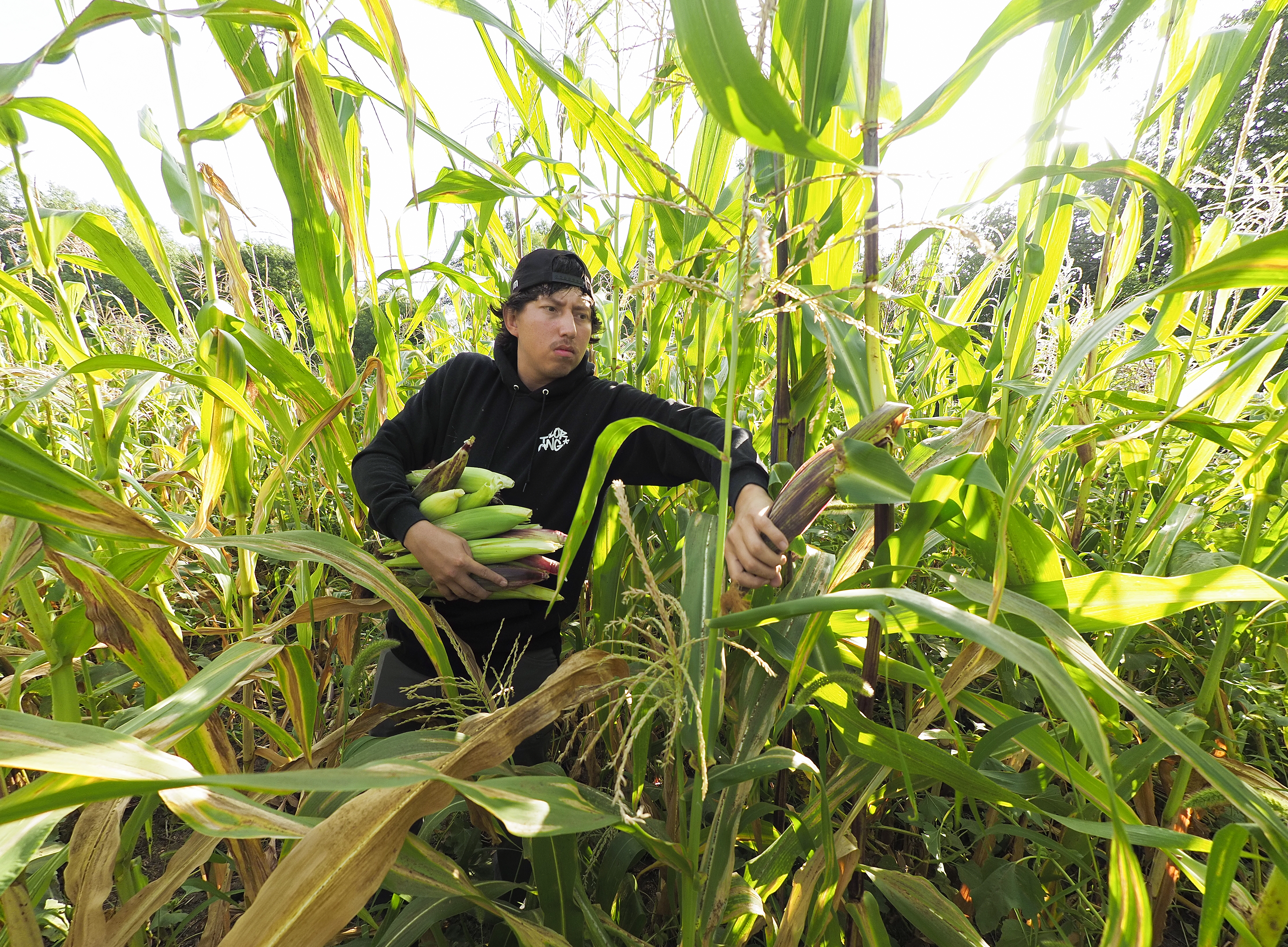 Indian corn harvest in Winnebago, NE.