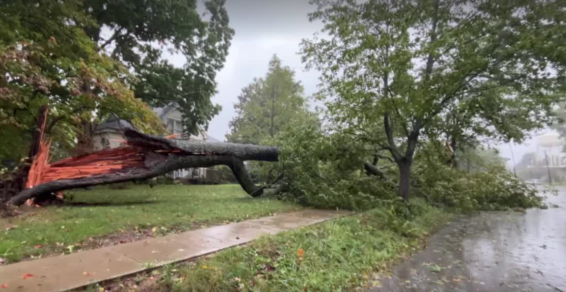 tree down mm.png