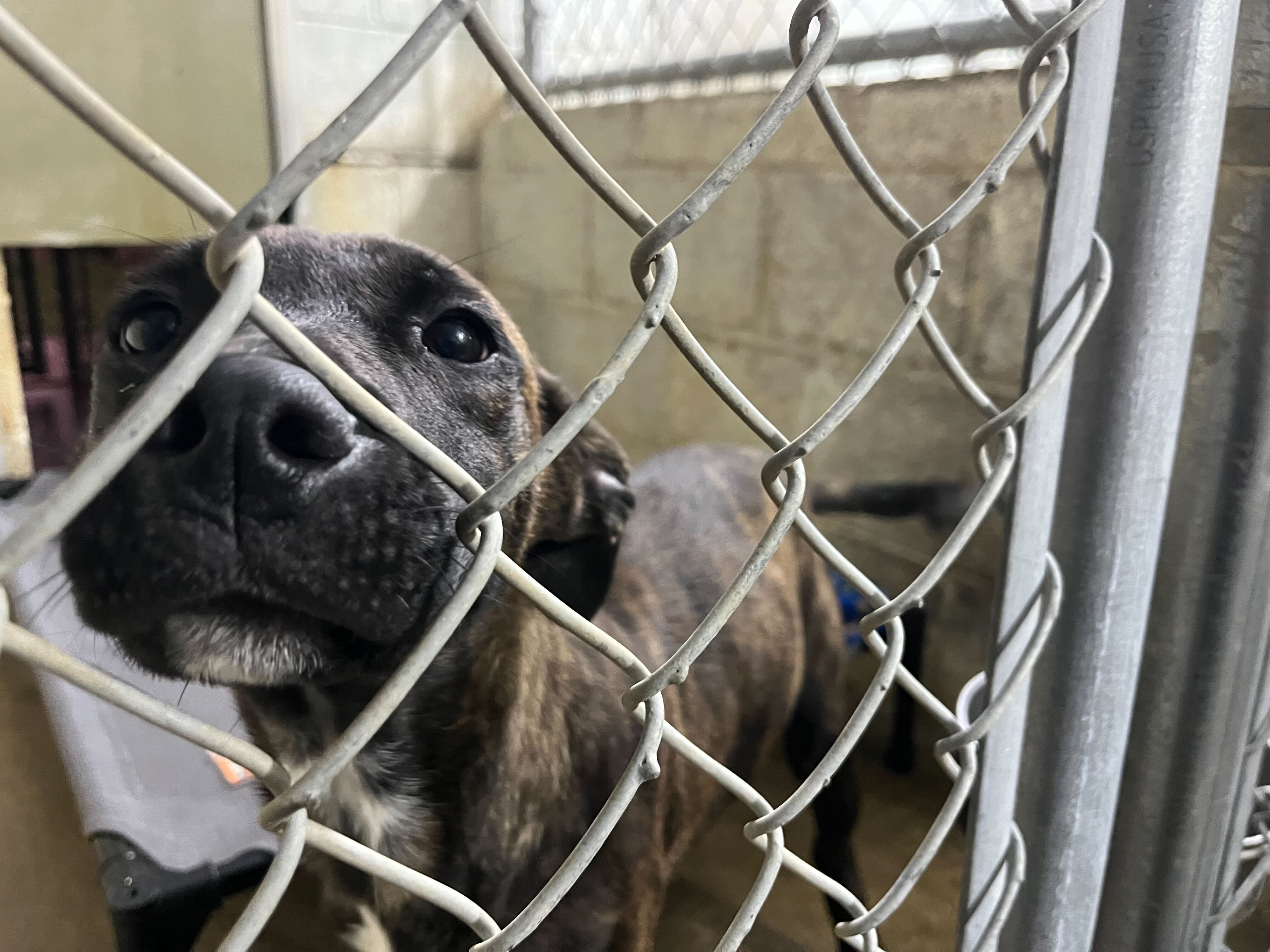adoptable puppy