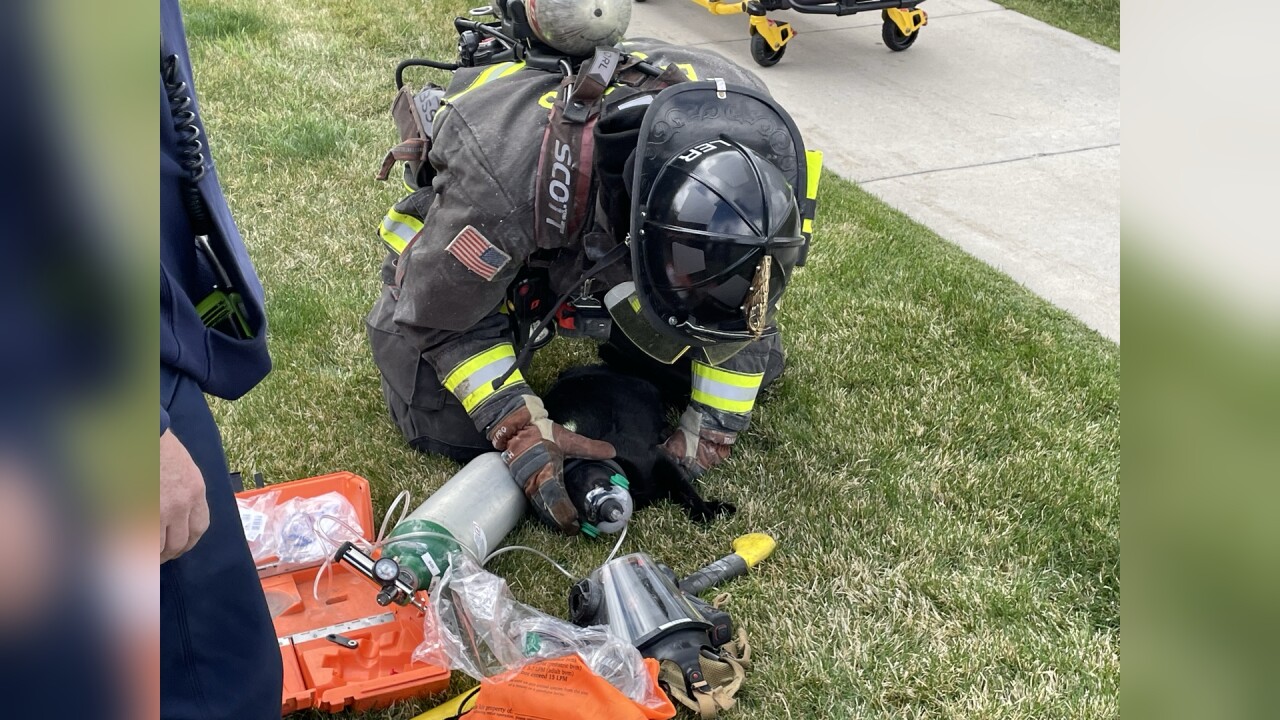 Firefighters use special oxygen mask to save cat's life in Billings