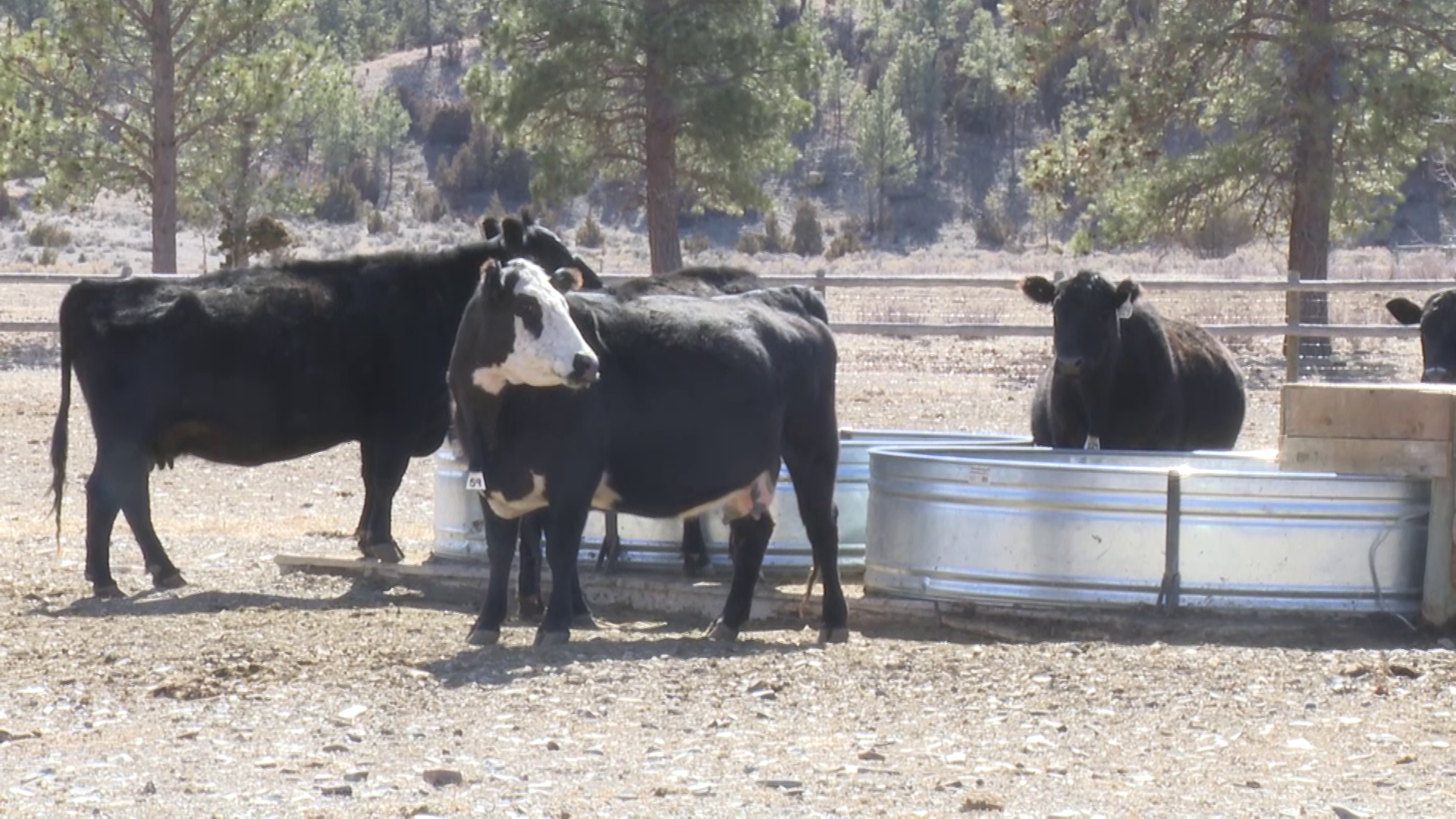 Sieben Ranch in the spotlight during Ag Week in Montana