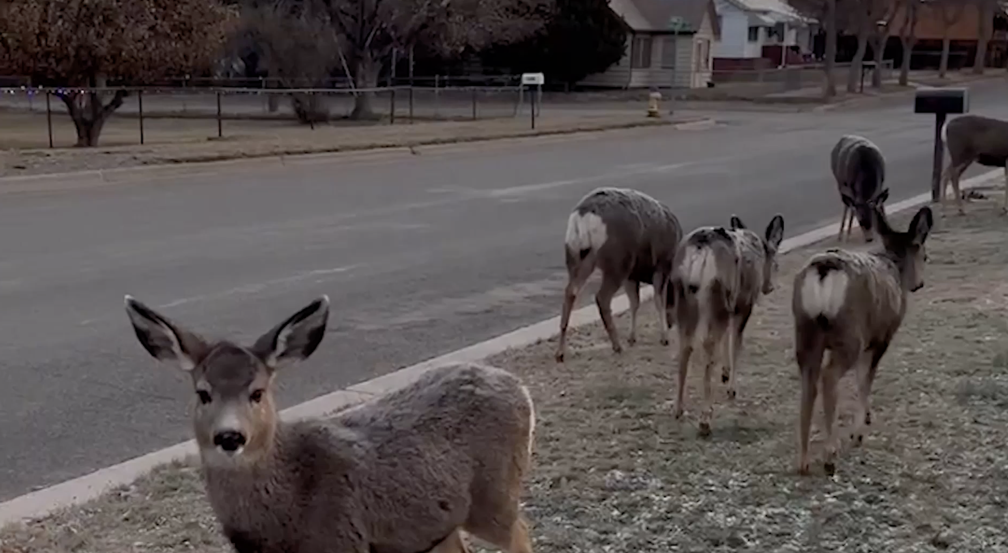 Mule Deer.png