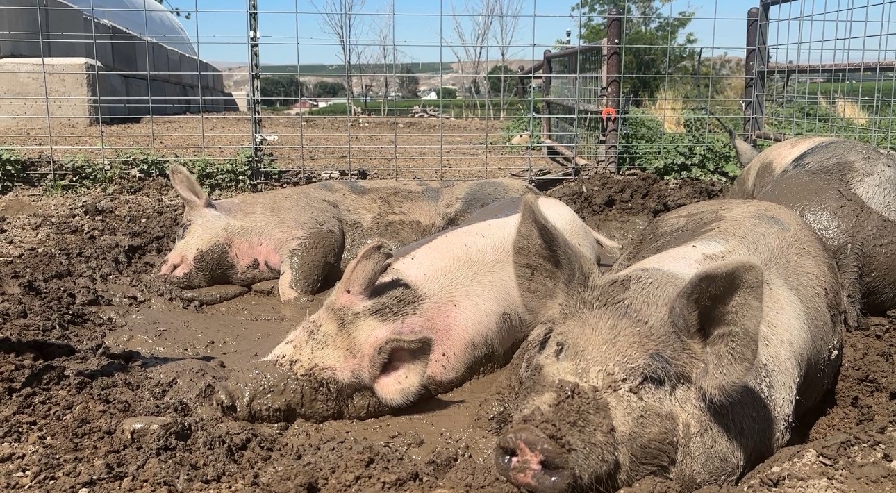 Heat impacts on livestock