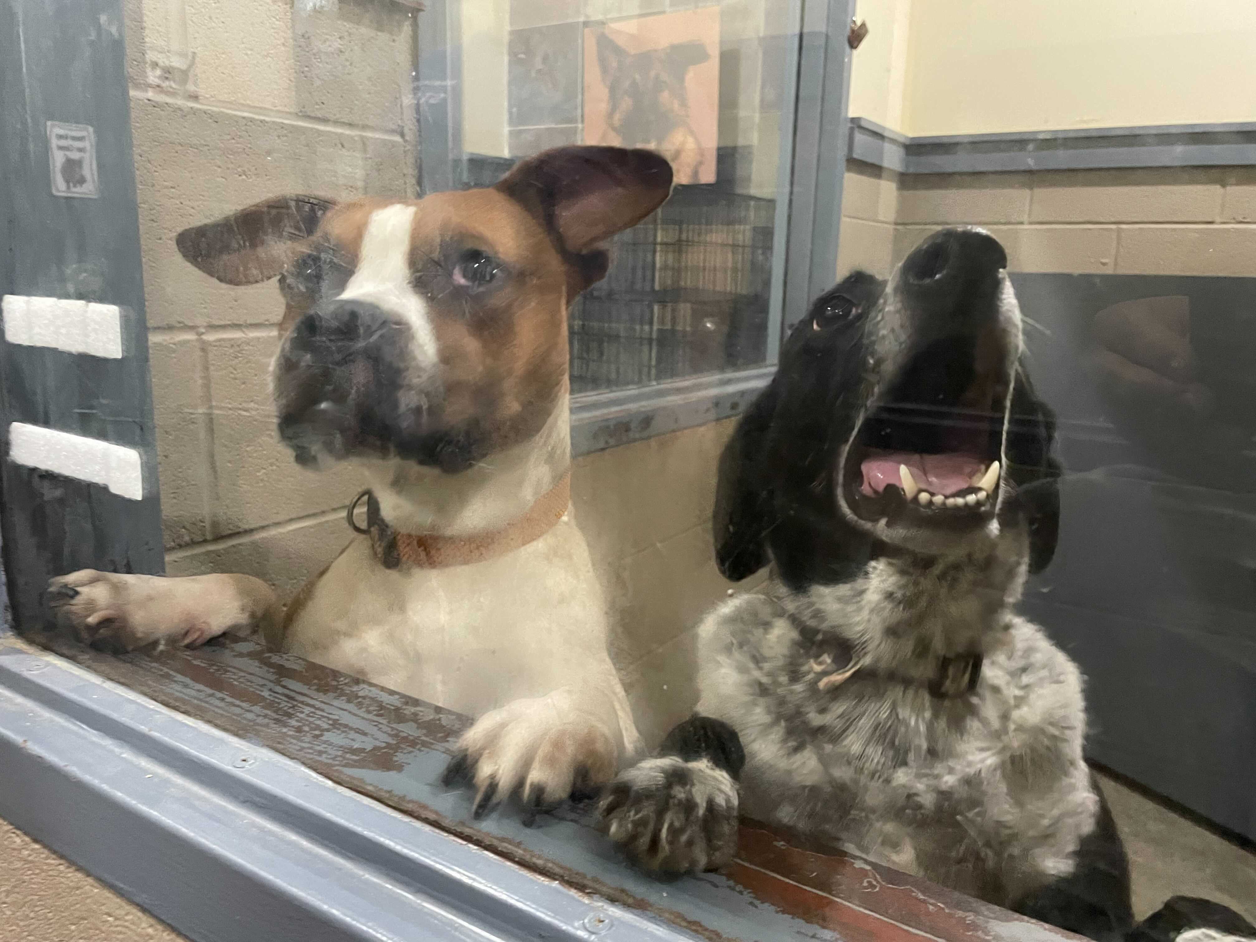 Adoption.jpg