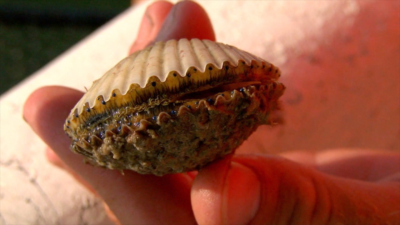 Scallop sorter could help keep population thriving as new season begins