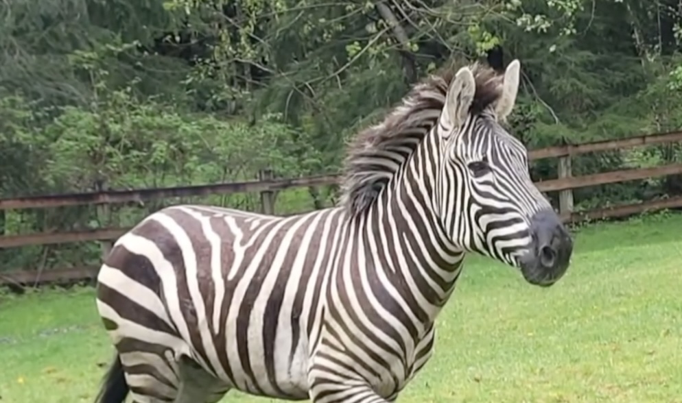 ZEBRA PIC.jpg