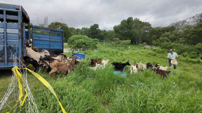 Riverfront goats