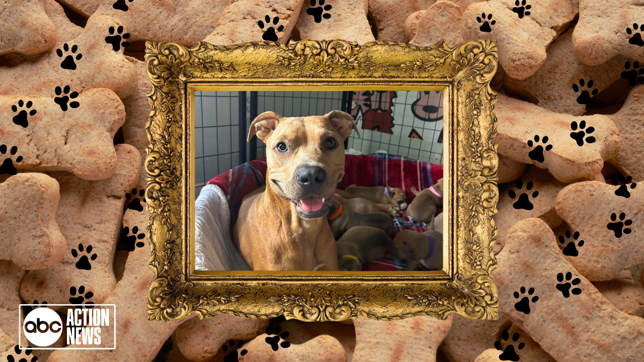 Rescues in Action: Kali