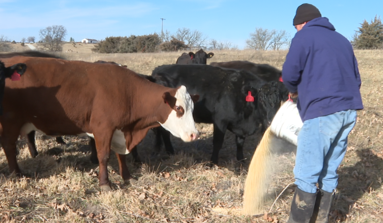 Cattle being fed