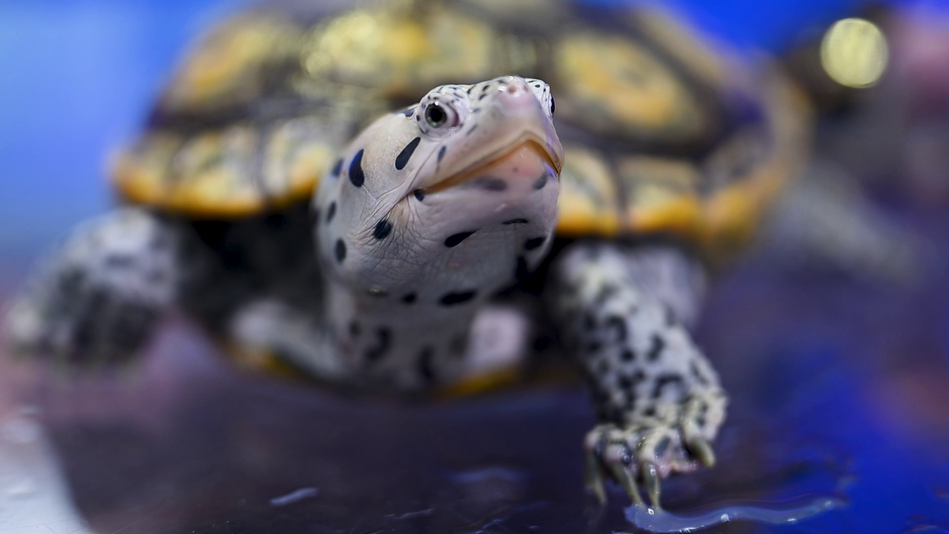 Big Sky Reptile Show (preview)