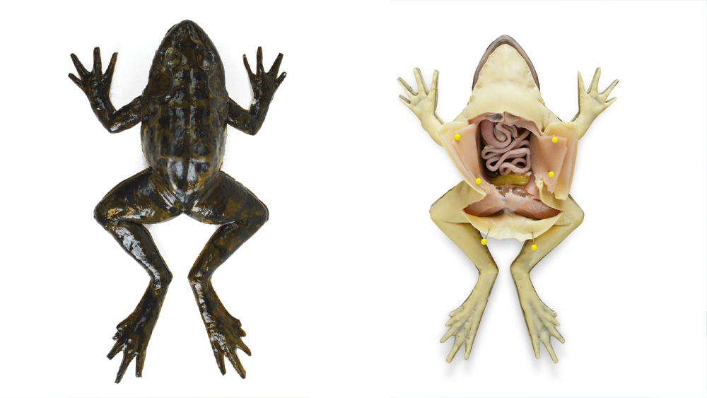 synthetic-frog.png