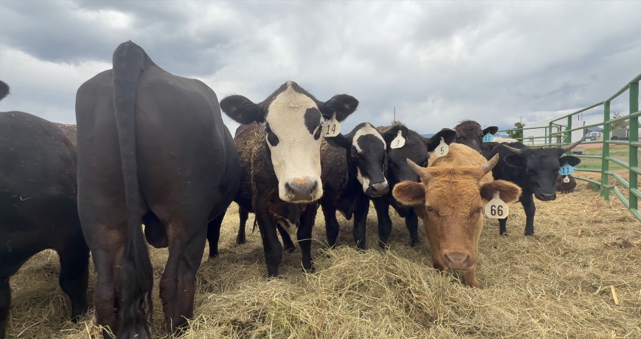 Fremont County Cows