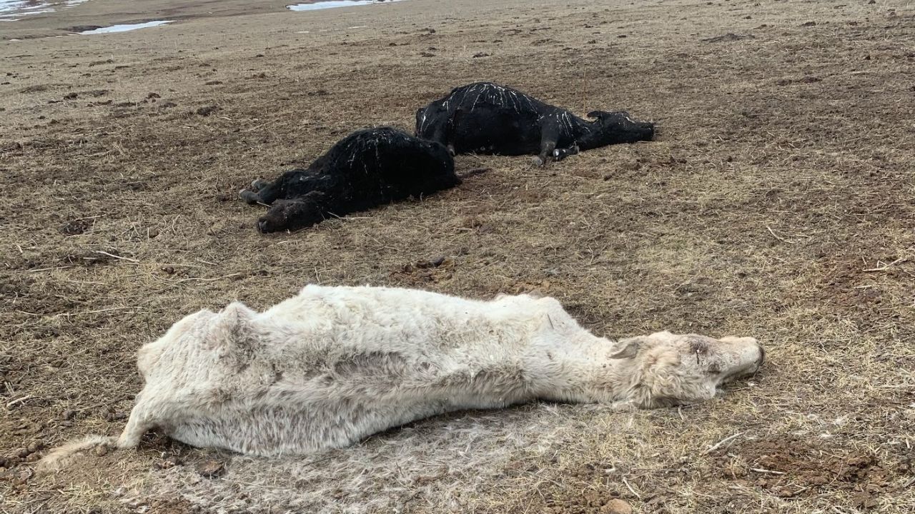 Savoy charged after dozens of dead cows found