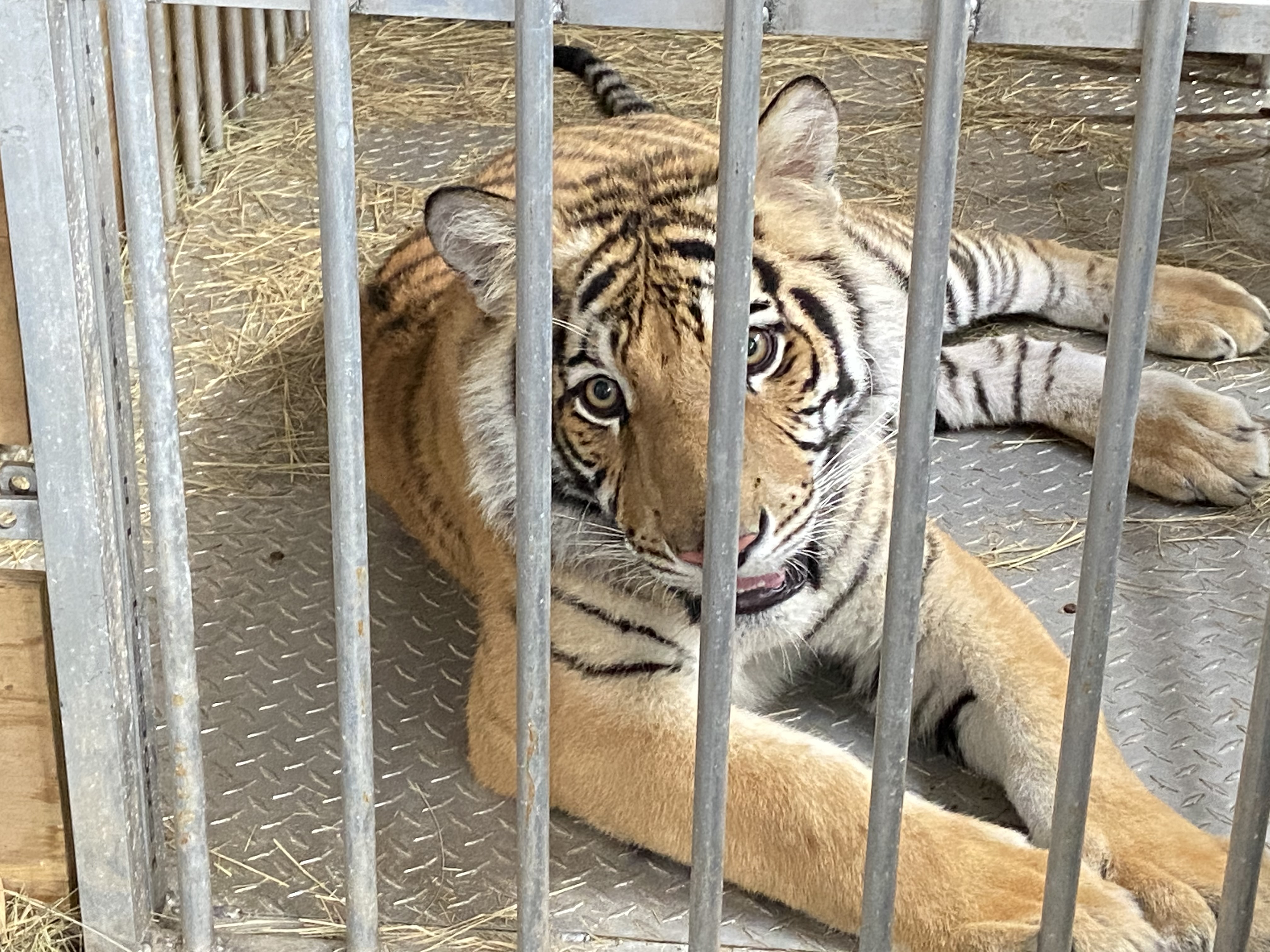 India Houston Tiger