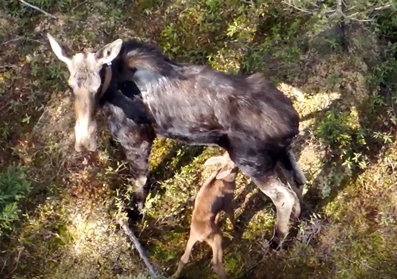 Michigan DNR moose and calf