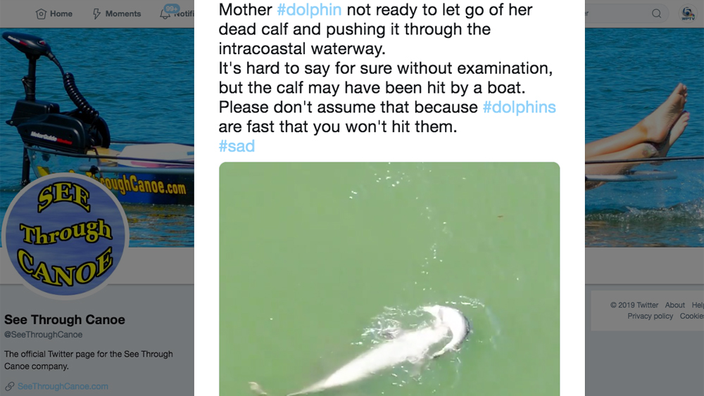 wptv-dolphin-dead-calf.jpg