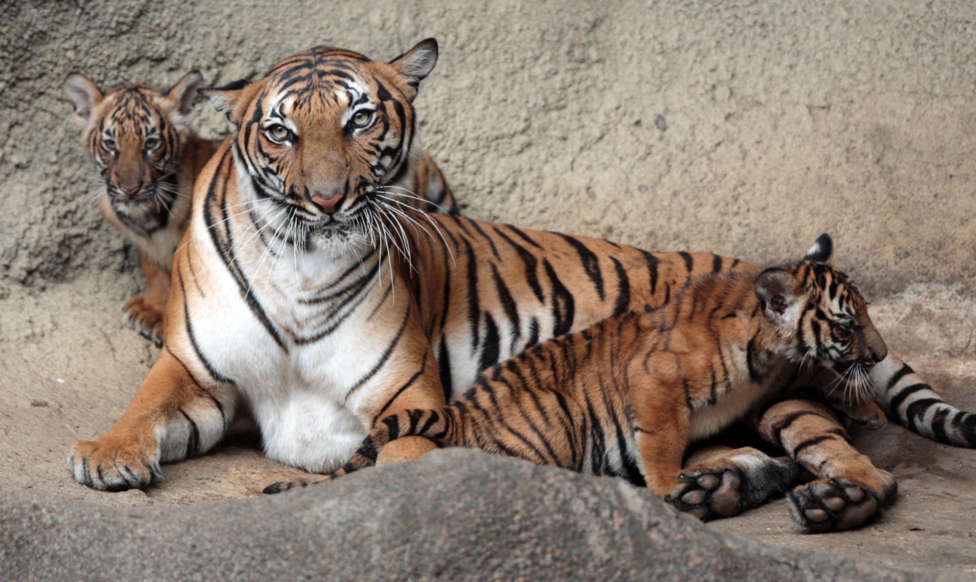 Zoo Baby Tiger cubs