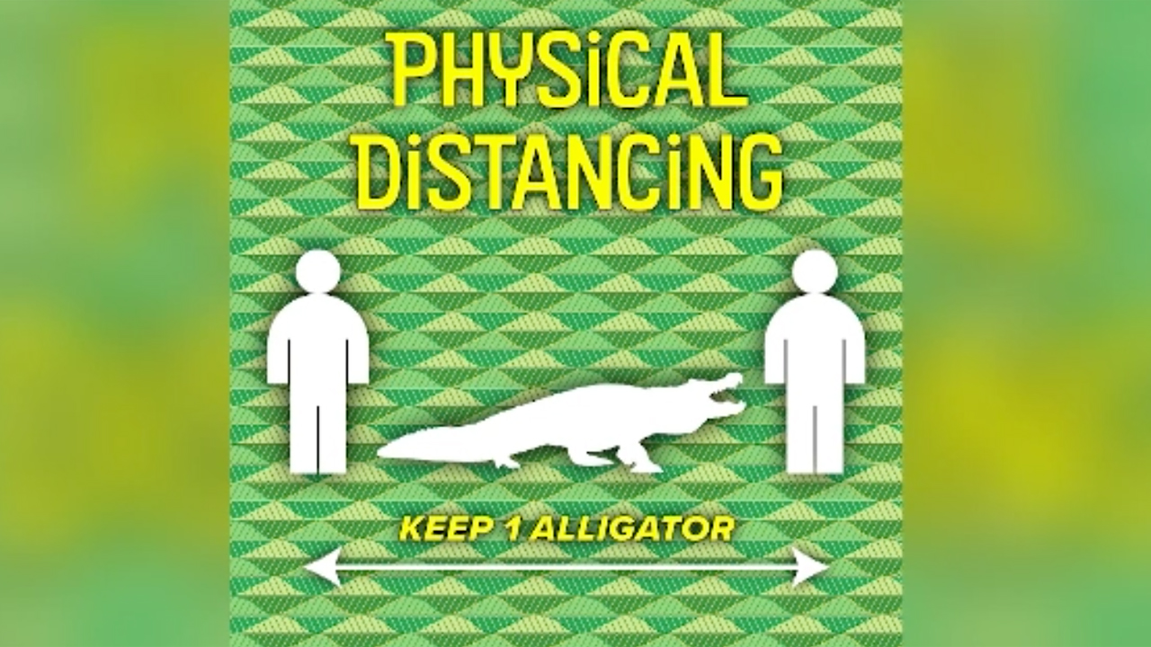 wptv-physcial-distancing-allligator.jpg
