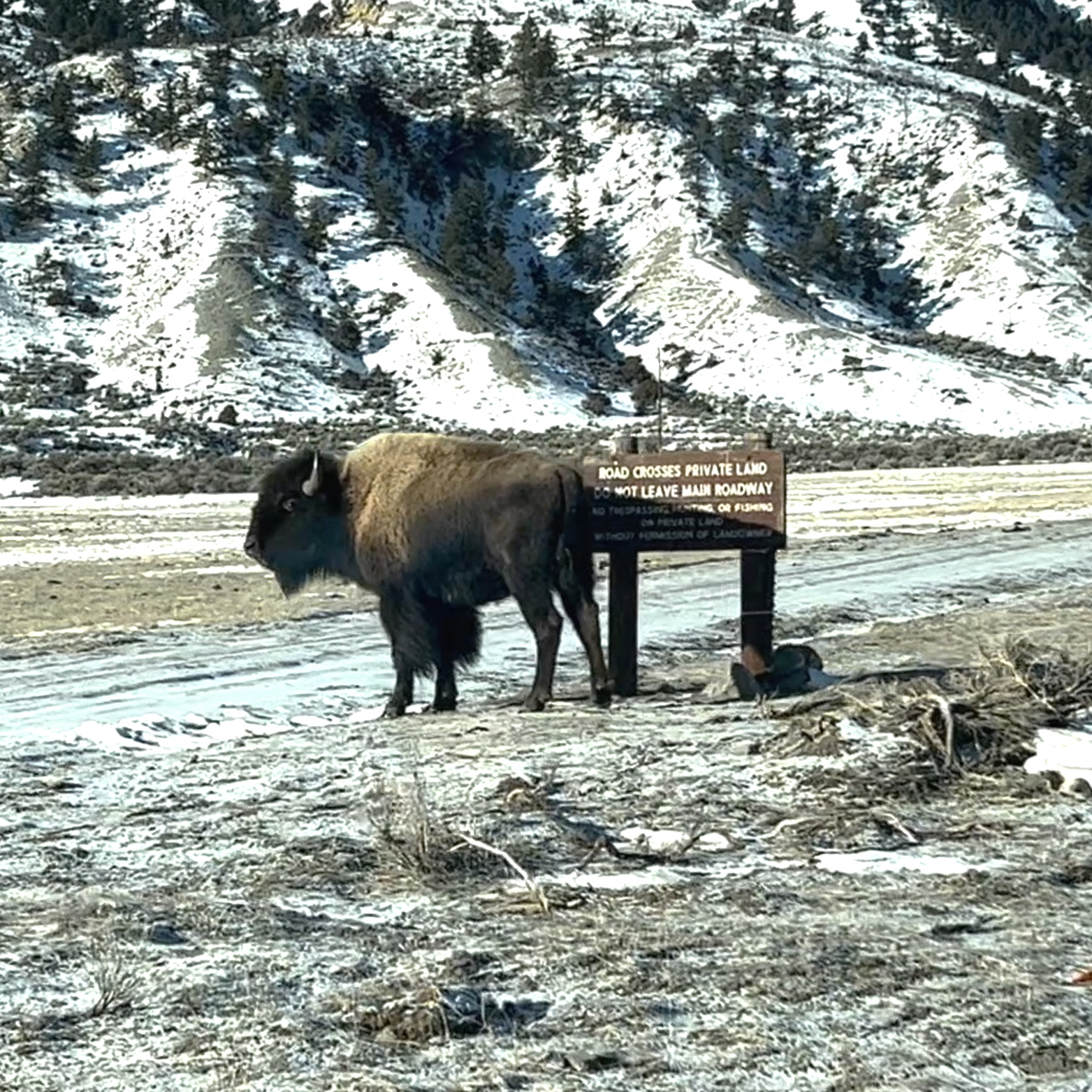Yellowstone bison hunt worries residents near park - Vimarsana News