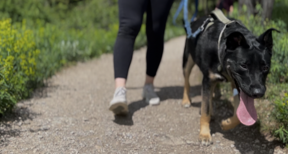 Gallatin Valley Land Trust Summer Trails Challenge