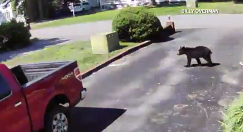 Expert shares tips on what to do if you spot a bear in Central Virginia