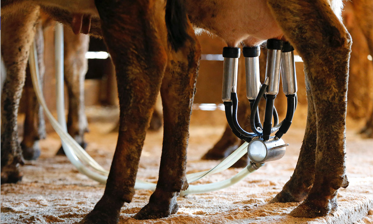 Cow being milked 