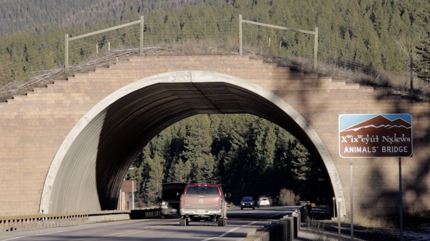 Animals' Bridge
