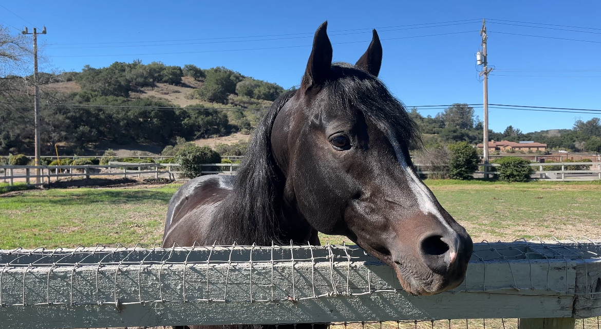 Varian Equestrian Center 