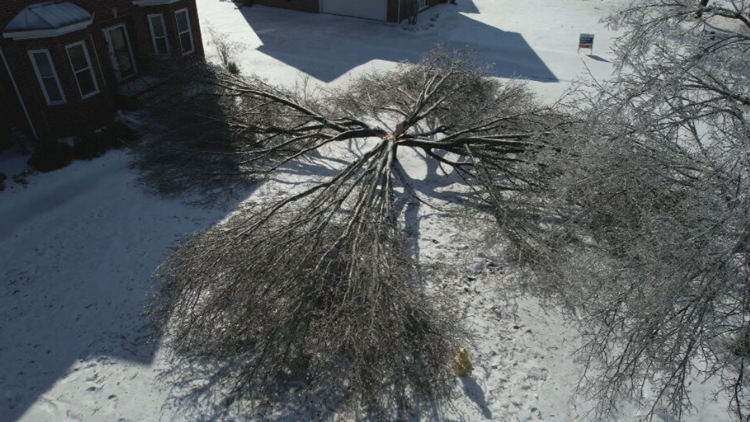 Fallen trees leaving homeowners seeking clean up solutions