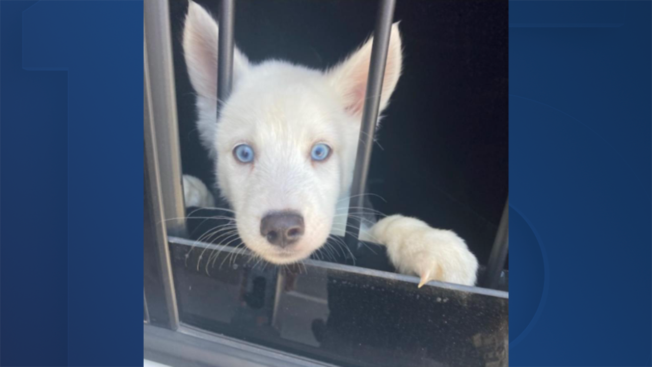 stolen puppy Glendale 6-8-23