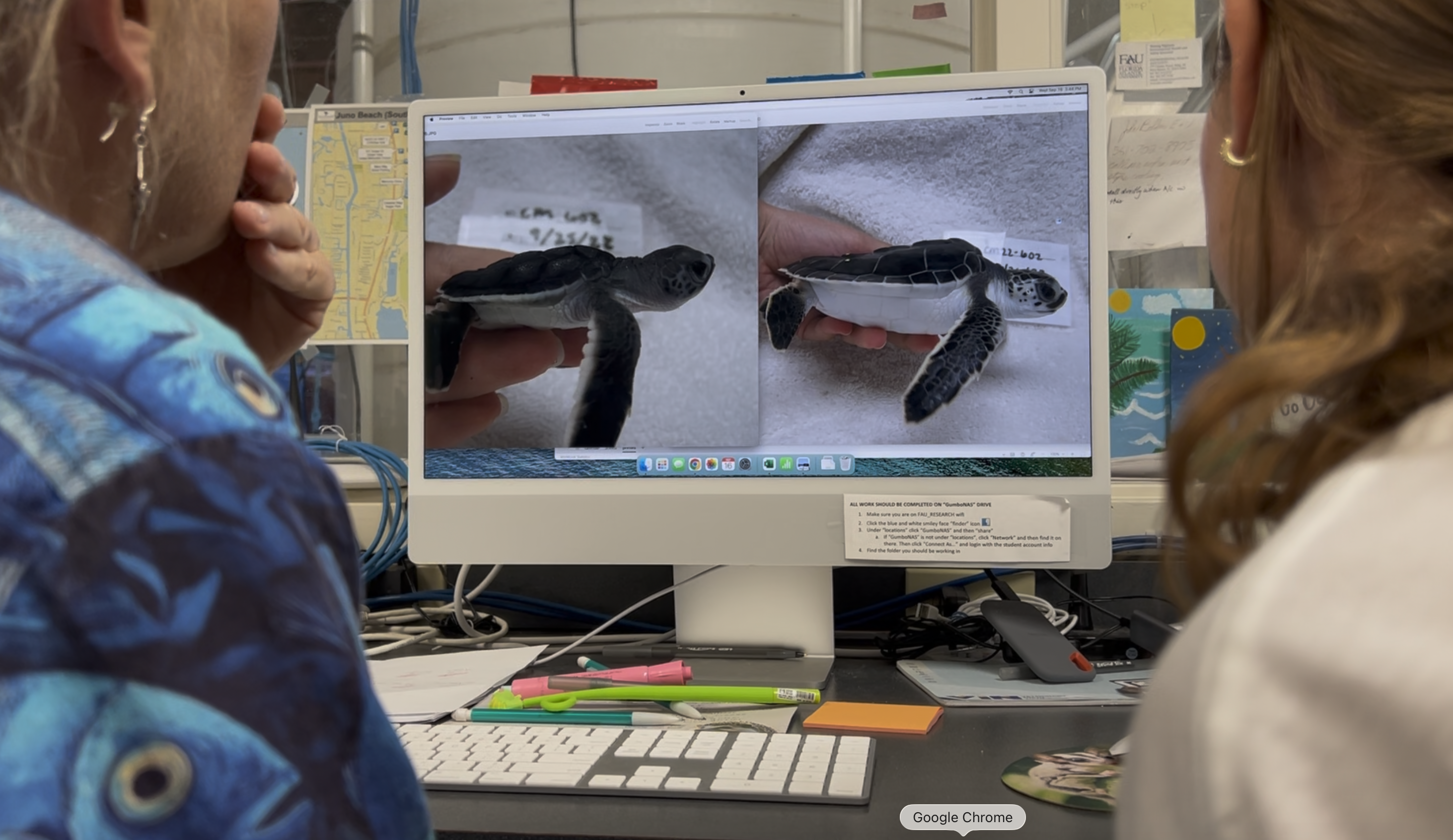 South Florida Researchers Study Sand Temperature Impact on Sea Turtle Sex Determination