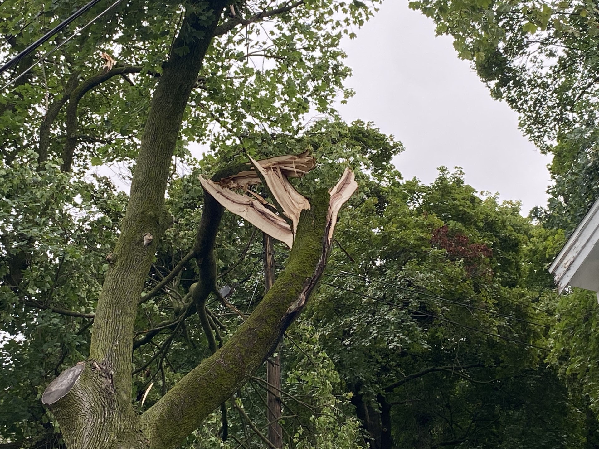 8.25.23 FARBER Tree damage - Briggs and N Park.jpg