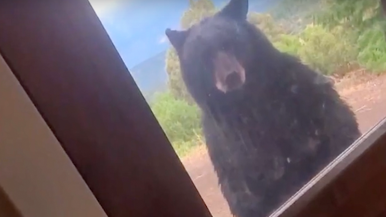 bear.png
