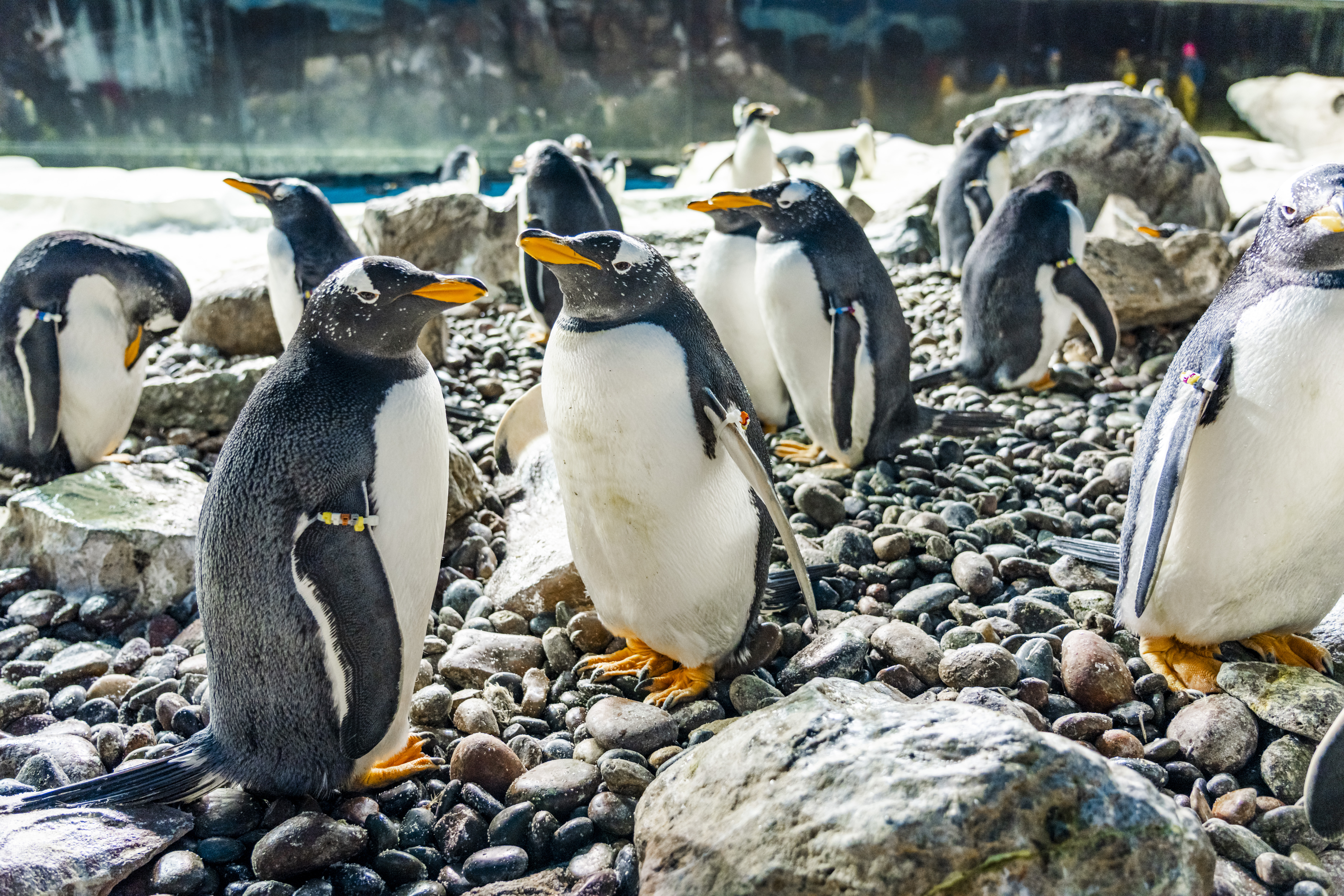 seaworld penguins live cam